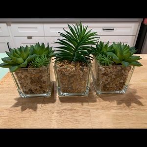 Succulent Plants - fake